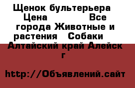 Щенок бультерьера › Цена ­ 35 000 - Все города Животные и растения » Собаки   . Алтайский край,Алейск г.